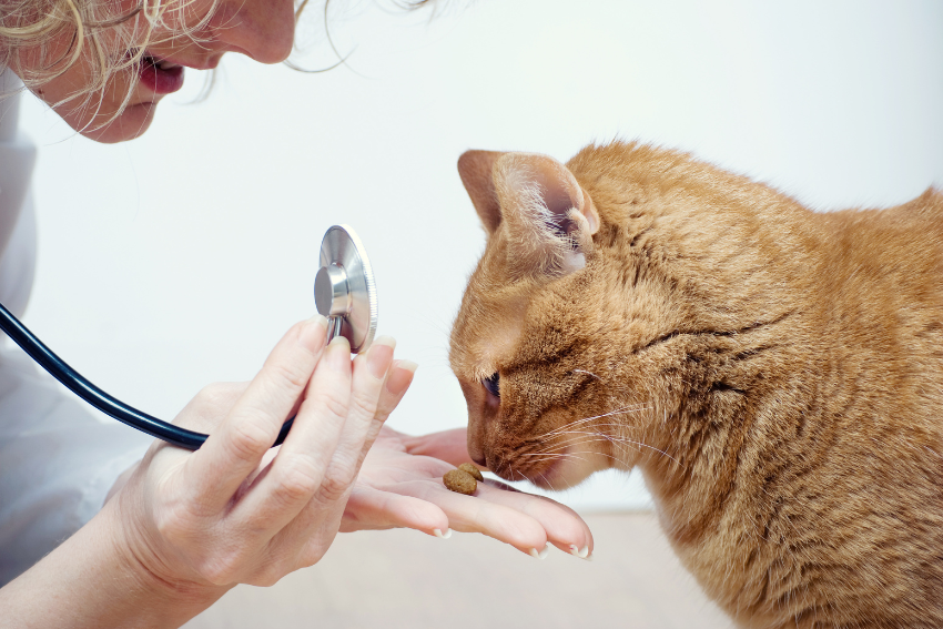 Veterinary Compounding Pharmacy – Nora Apothecary